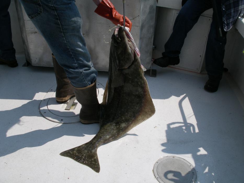 One more Halibut in the boat Photo by Don Quilici