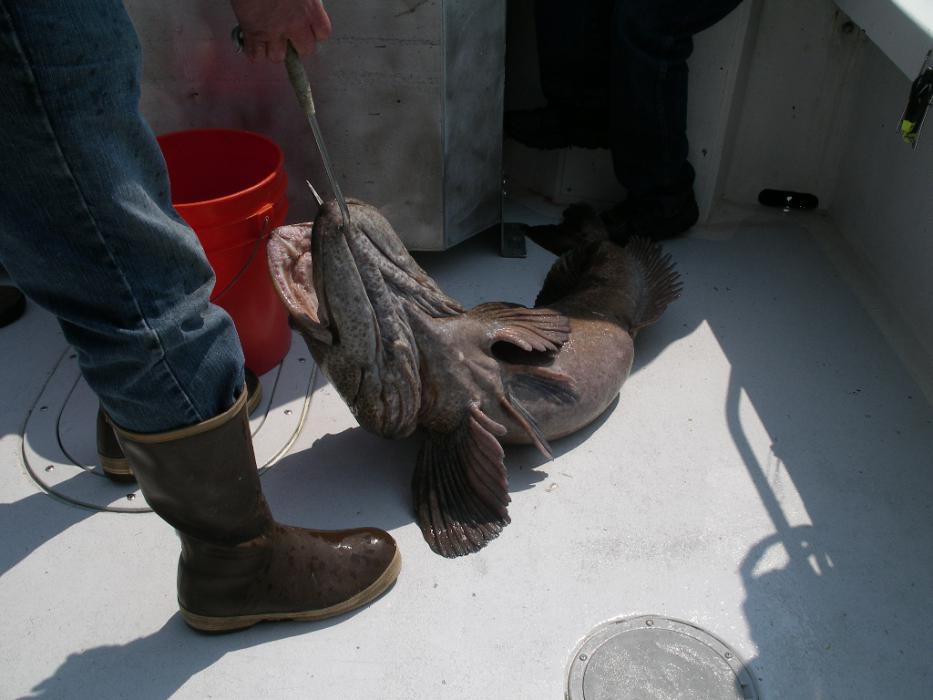 The Lingcod that tried to eat a small Halibut.  Photo by Elaine Quilici