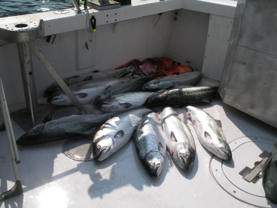 The first day's catch of King Salmon and Coho Salmon.  Photo by Elaine Quilici