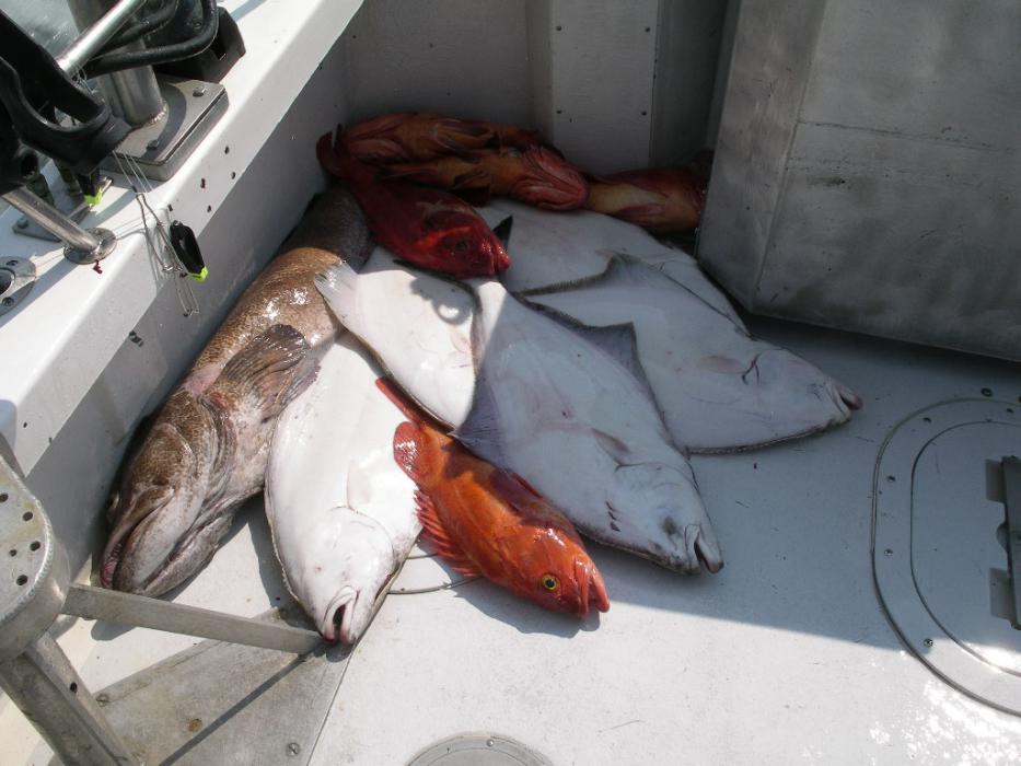 The first day's catch of Halibut, Lingcod and Yelloweye. Photo by Don Quilici