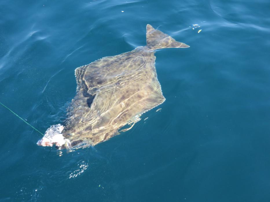 Elaine's Halibut at the side of the boat. Photo by Don Quilici