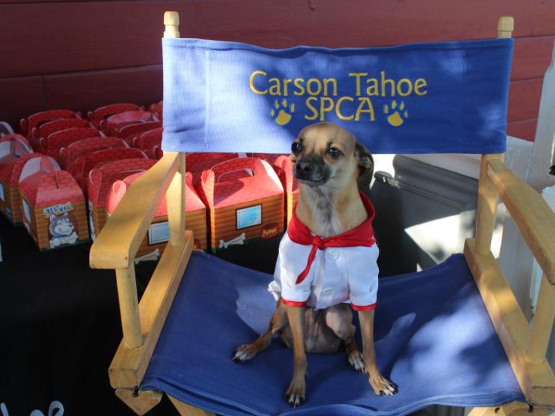 Scout is the SPCA mascot