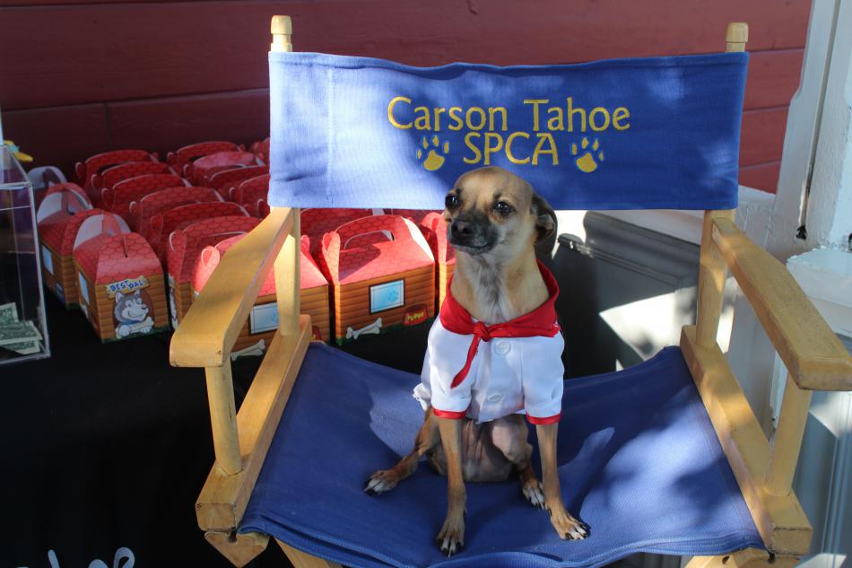 Scout is the SPCA mascot