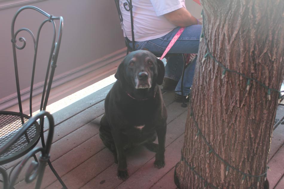 Sara awaits a treat from her loving owners