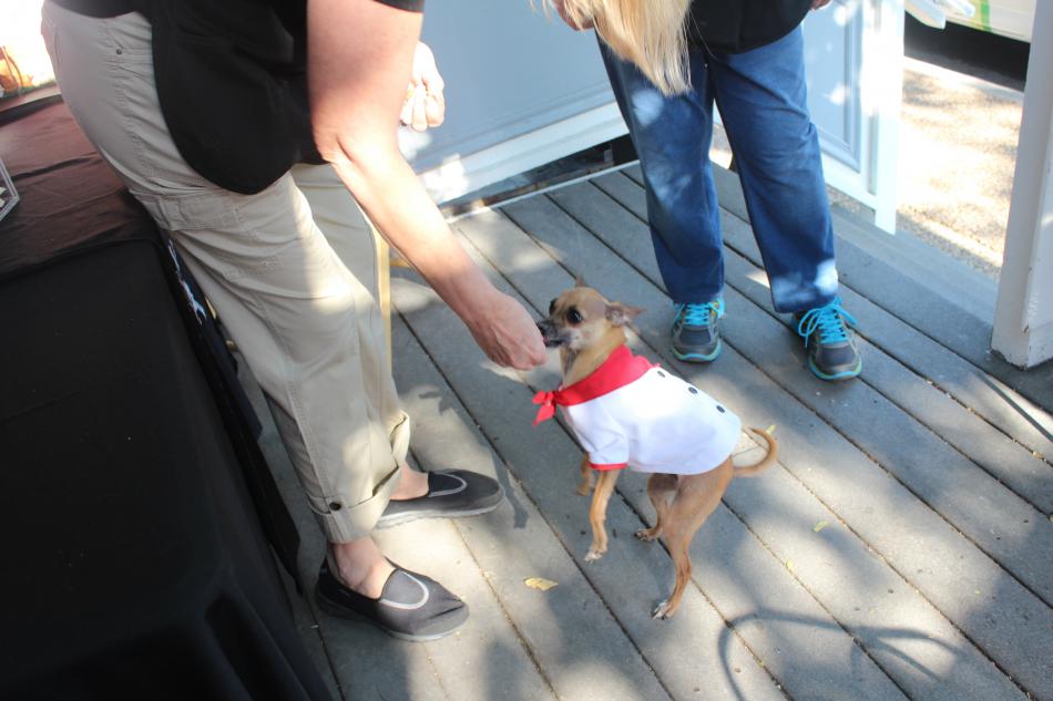 Scout receives a piece of bacon from his owner, Susan Paul