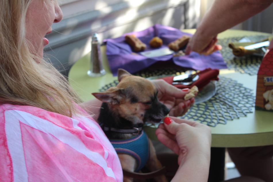 Chabaca enjoys one of SPCA's homemade treats