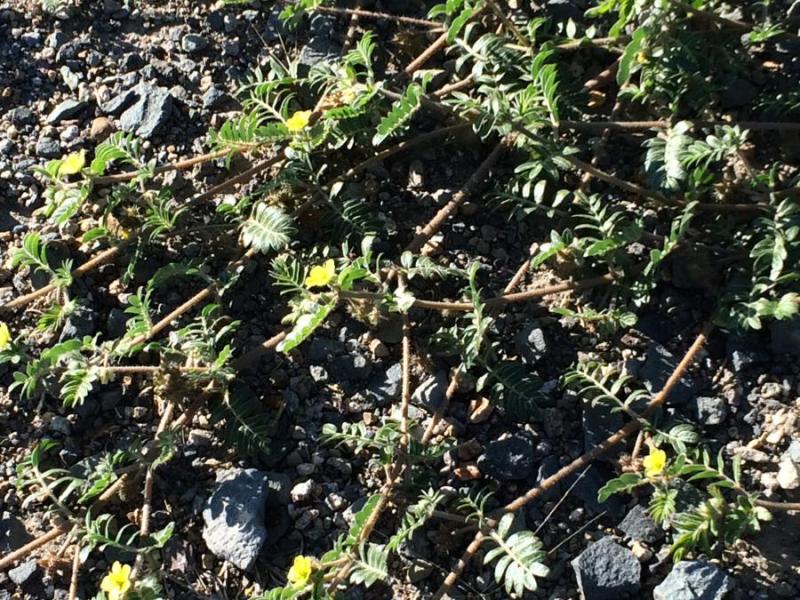 Goat heads (aka puncture vine)