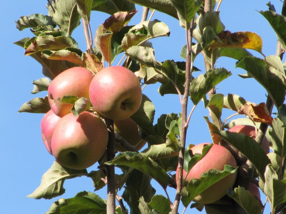 Apples at Apple Hill, Calif.  Photo by Elaine Quilici