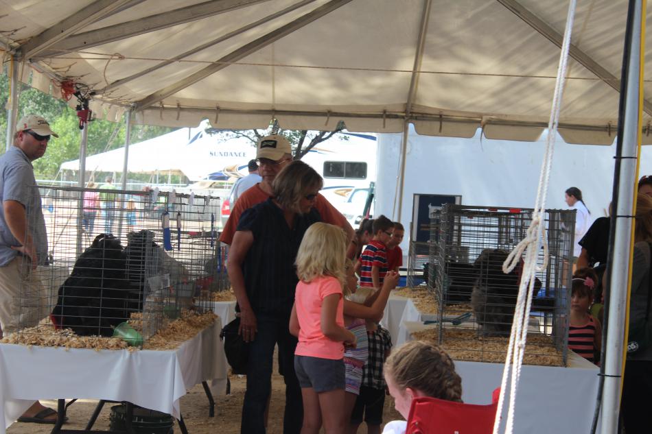Petting animals is just as fun as riding rides