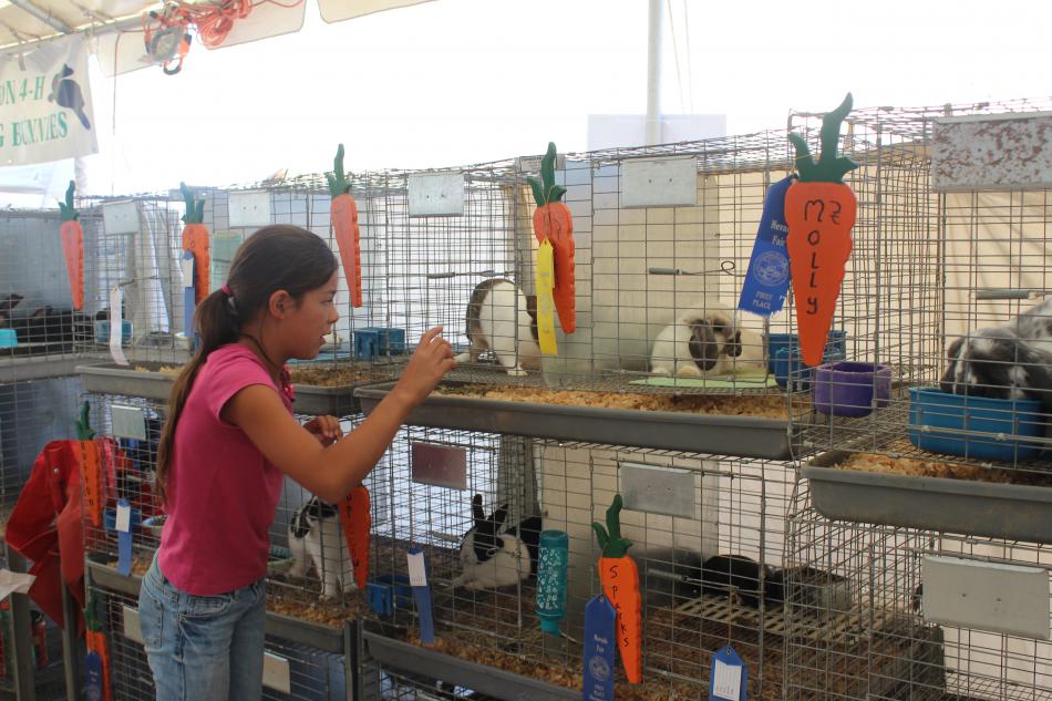 A small bunny, Holly is fed and given attention
