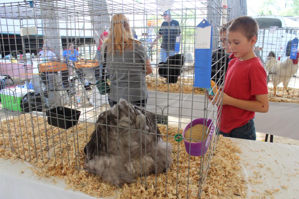 Guests view prize winning hens