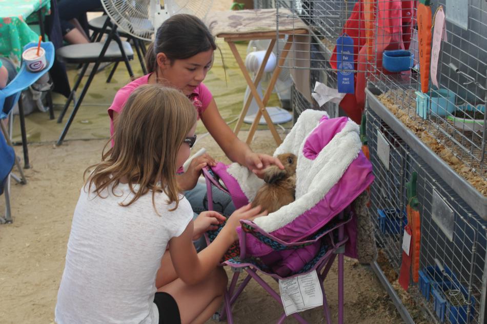 Prize winning bunnies are cuddled