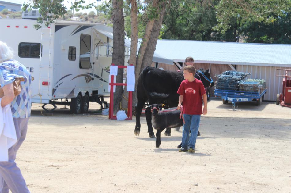 Volunteers lead a vocal goat to the petting area