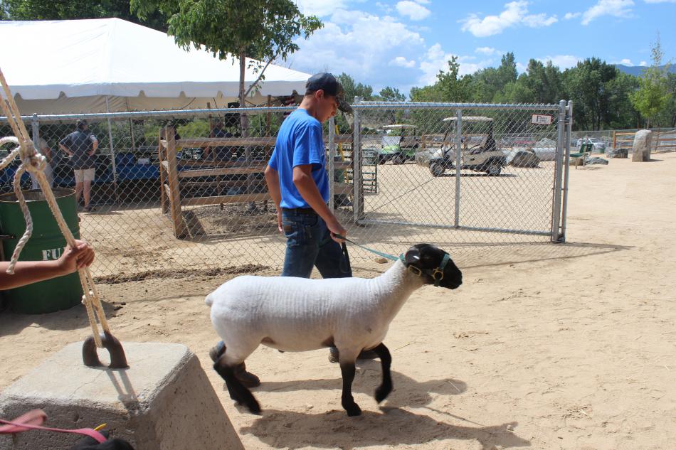 A volunteer leads a sheep to the petting area
