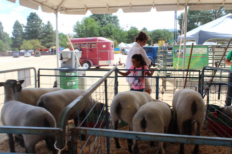 Sheep are fed by awed guests