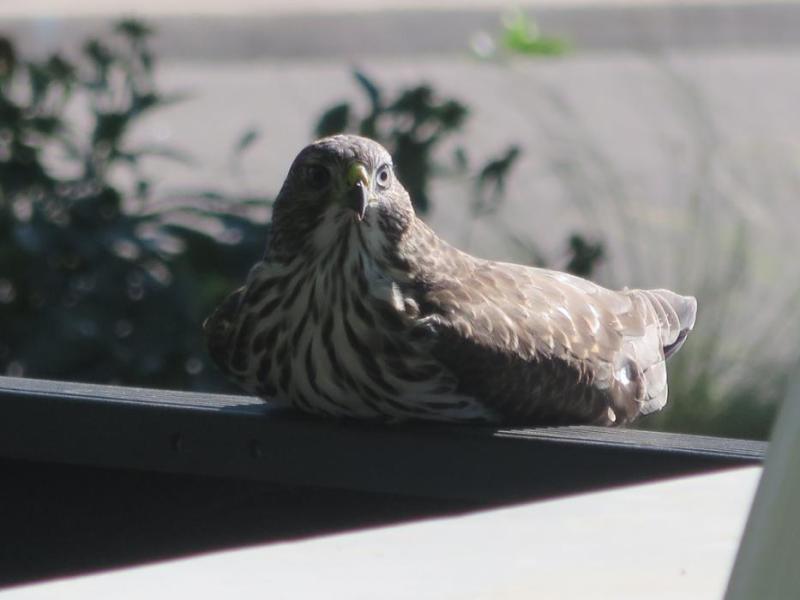 Sitting on a truck tailgate can get tiring at times. Photo by Elaine Quilici