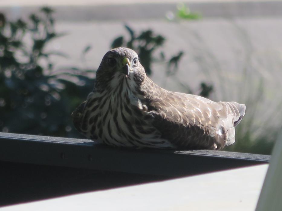 Sitting on a truck tailgate can get tiring at times. Photo by Elaine Quilici