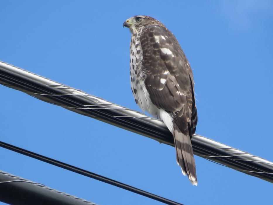 An adult watching for an easy lunch.  Photo by Elaine Quilici