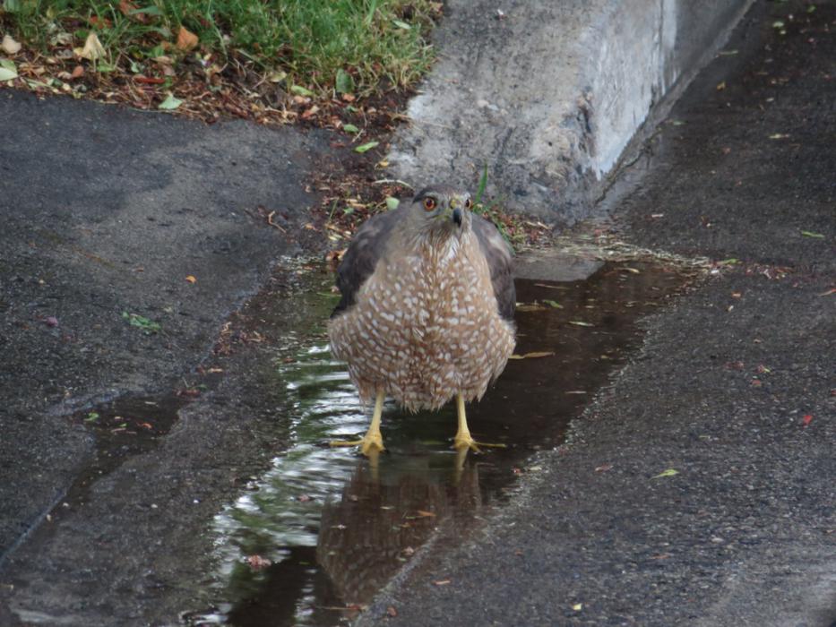 Geez, go away, I'm trying to take a bath. Photo by Elaine Quilici
