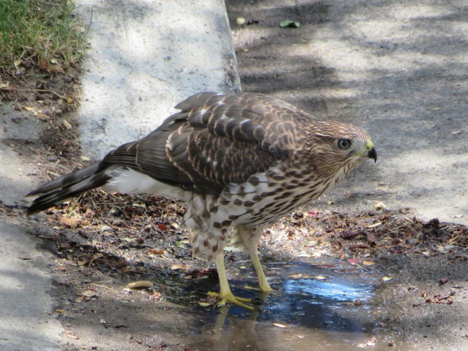 I'm out of here, if you're going to keep watching me. Photo by Elaine Quilici