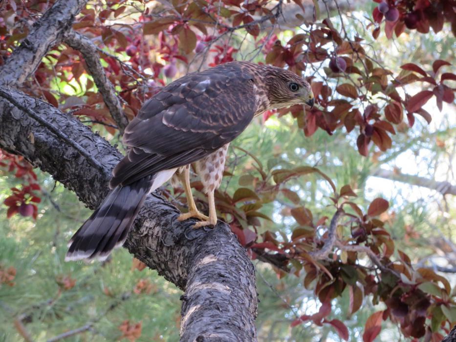 Quietly waiting for dinner.  Photo by Elaine Quilici