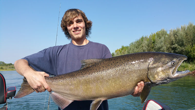 King Salmon from the Sacramento River. Photo courtesy of www.sacriverguide.com