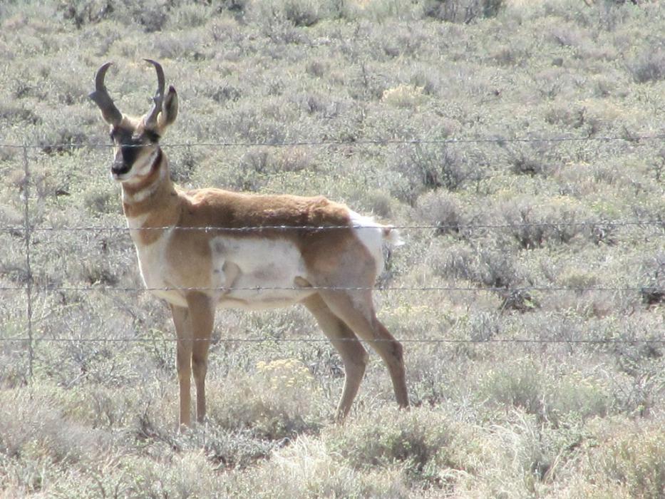 Antelope next to U.S. 50 near Austin. Photo by Elaine Quilici