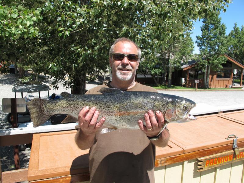 A 9-pound, 6-ounce Rainbow Trout from Convict Lake.  It is the largest fish caught there in several years.