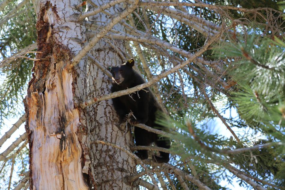 Nevada Department of Wildlife 2014 file photo.