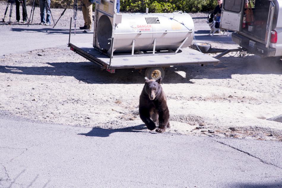 Photos by Nevada Department off Wildlife