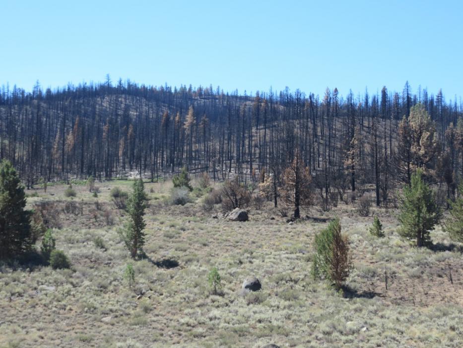 Some of the devastation from the recent Washington Fire. Photo by Elaine Quilici