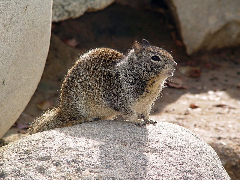 California ground squirrel.