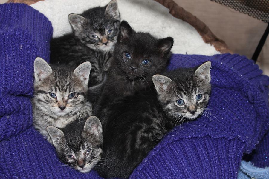 Safe at Catmandu, this box of kittens will be cared for and find their forever homes