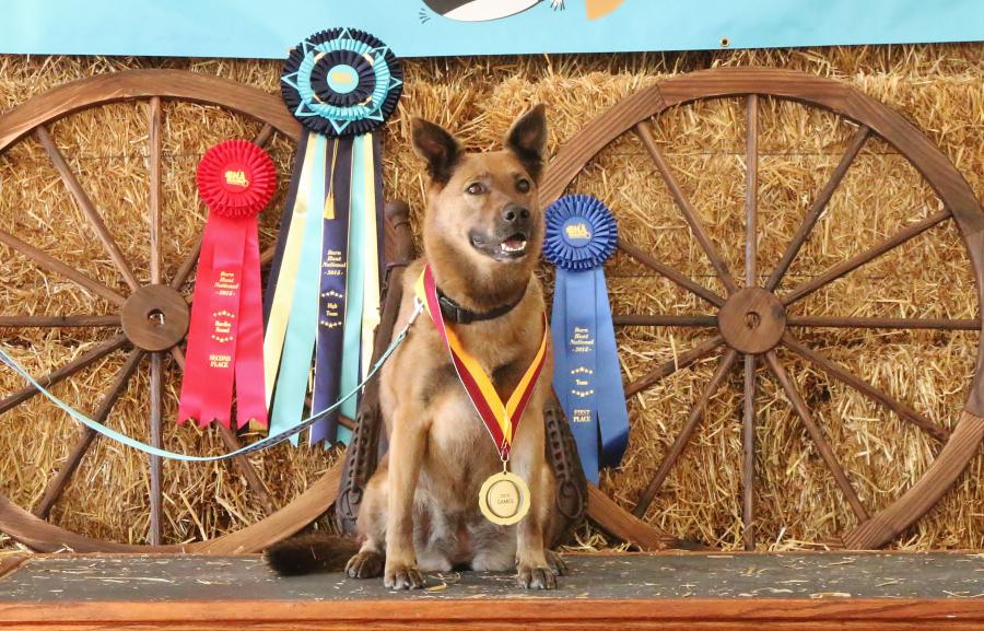 2015 Barn Hunt National Games Champion Ginger