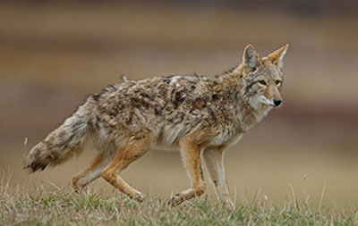 Nevada Department of Wildlife photo