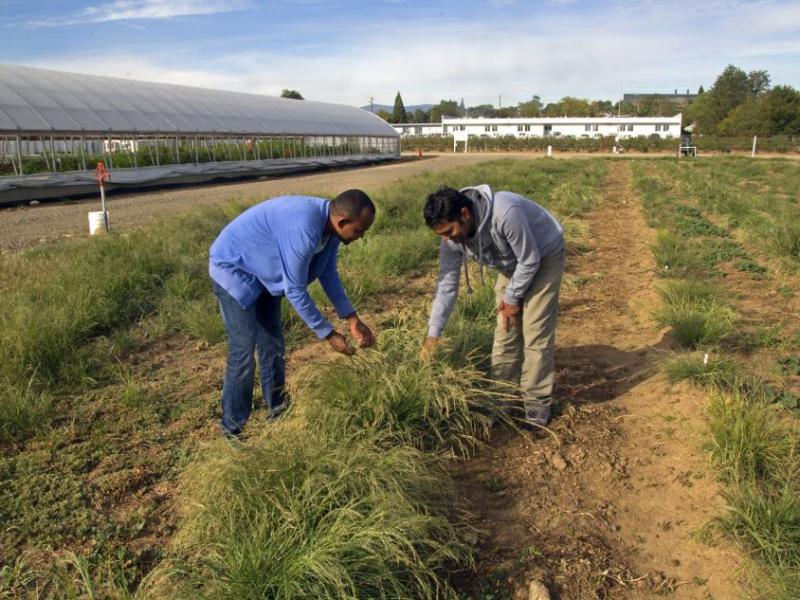 Mitiku Mengistu and a fellow graduate student examine teff grass at the Nevada Agriculture Experiment Station.