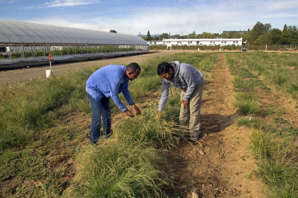 Mitiku Mengistu and a fellow graduate student examine teff grass at the Nevada Agriculture Experiment Station.