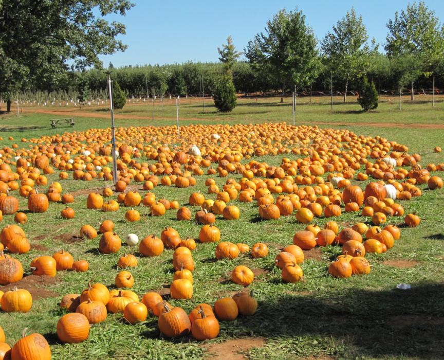 A field of pumpkins just in time for Halloween. Photo by Elaine Quilici