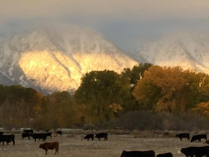 These photos were taken Wednesday morning south of Gardnerville. Courtesy of Ron Brotherton.