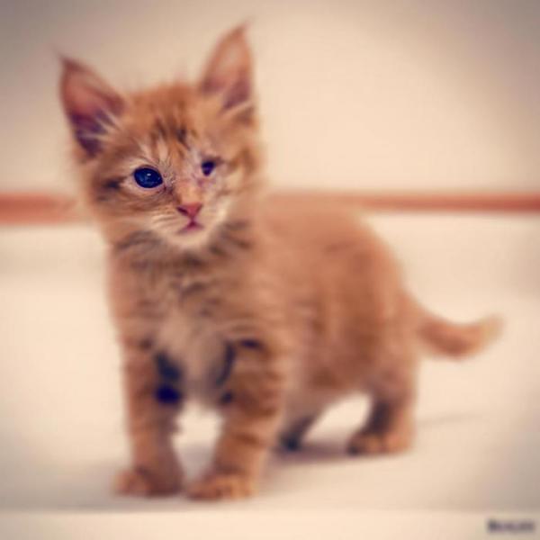Bugsy was brought to the Nevada Humane Society recently. She received medication, eye surgery and plenty of TLC.