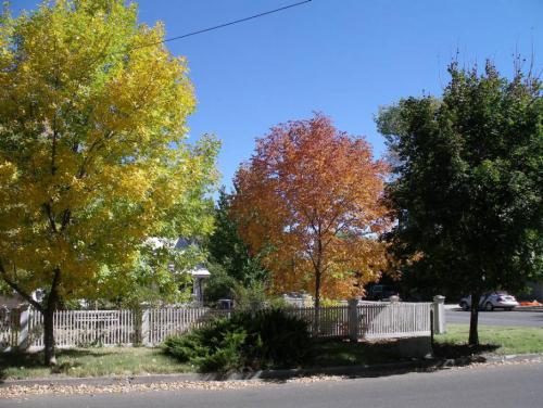 File photo of fall colors on Carson City's older west side. Photo by Elaine Quilici