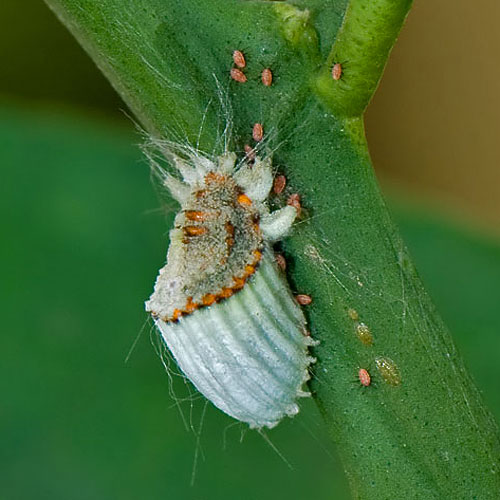 Scale insects.
