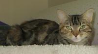 Aria lived on the streets, had kittens in the dirt of a gentleman's front yard. He brought them all to Catmandu