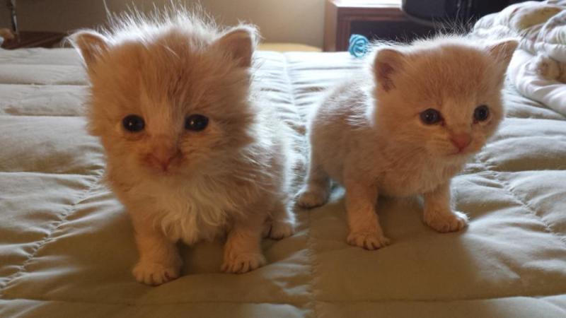 These orphans were recently brought to Catmandu & need your help.