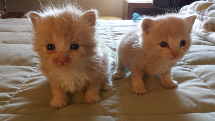 These orphans were recently brought to Catmandu & need your help.