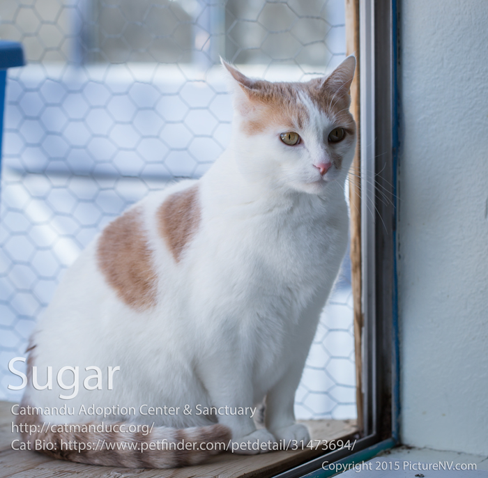 Sugar has been waiting patiently for a new home for over a year.