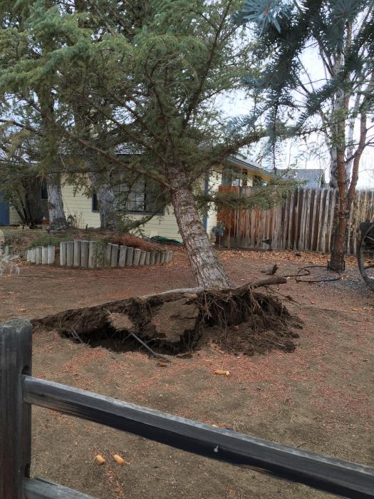 Carson Now reader Melissa Doll submitted this photo, one of two trees uprooted from the storm.