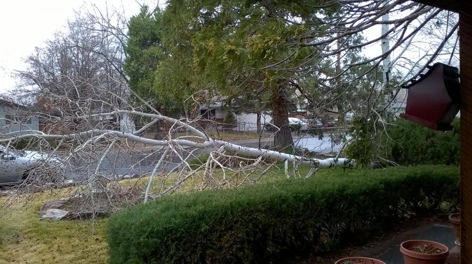 A downed tree on Robinson Street. Photo courtesy of Chuck Robinson.