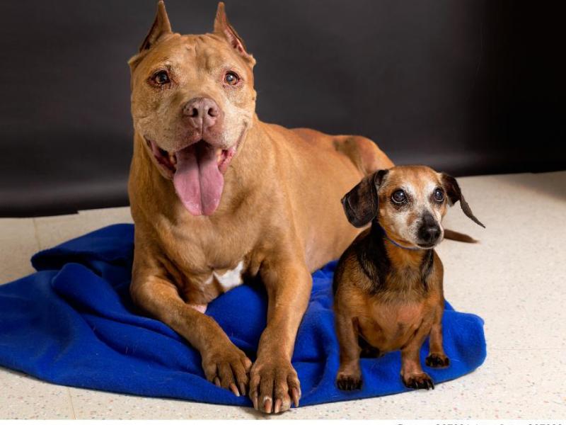 Cocoa and Lacy. Photo by Nevada Humane Society