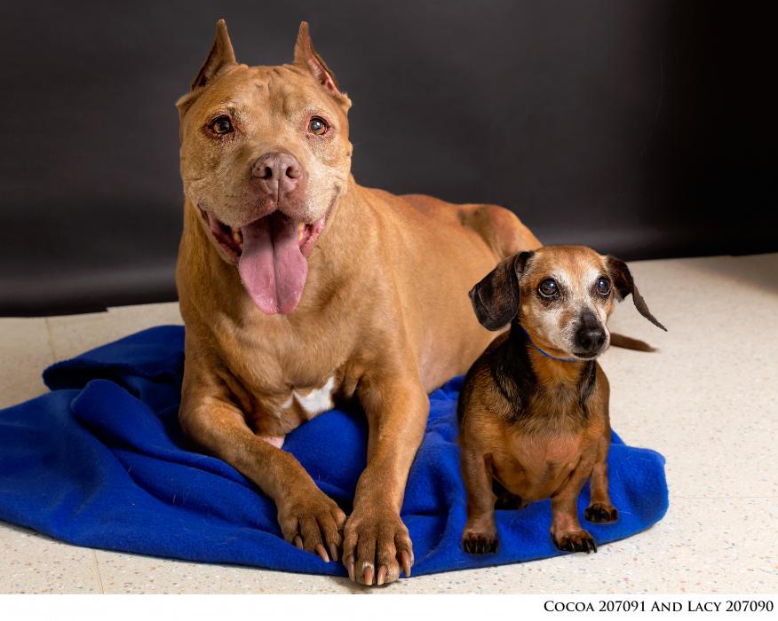 Cocoa and Lacy. Photo by Nevada Humane Society